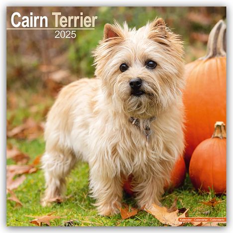 Avonside Publishing Ltd: Cairn Terrier - Cairn Terrier 2025 - 16-Monatskalender, Kalender