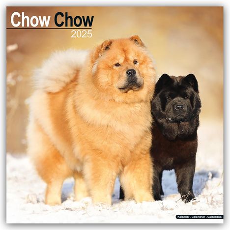 Avonside Publishing Ltd: Chow Chow 2025 - 16-Monatskalender, Kalender