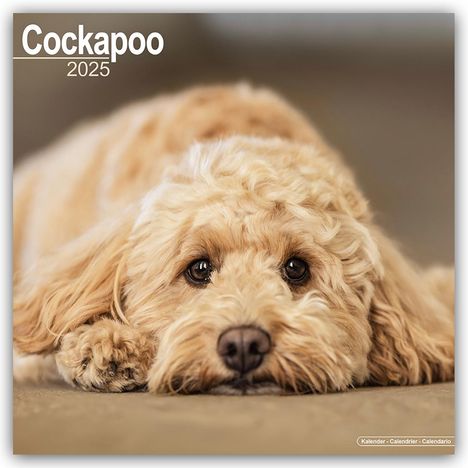 Avonside Publishing Ltd: Avonside Publishing Ltd: Cockapoo - Cockapoos 2025 - 16-Mona, Kalender