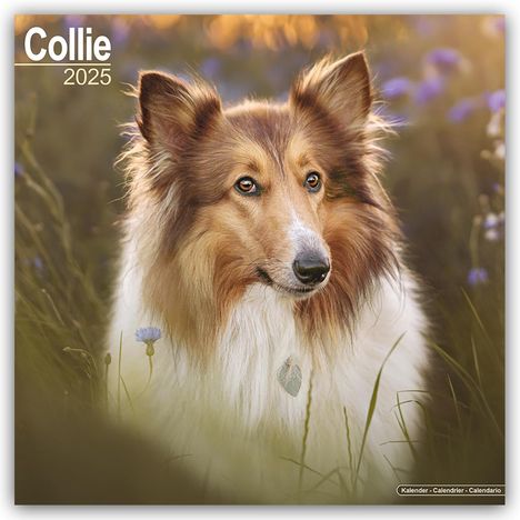 Avonside Publishing Ltd: Collie 2025 - 16-Monatskalender, Kalender