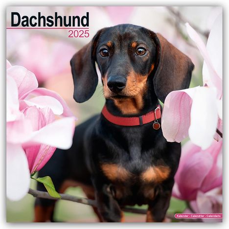 Avonside Publishing Ltd: Dachshund - Dackel 2025 - 16-Monatskalender, Kalender