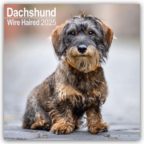 Avonside Publishing Ltd: Wirehaired Dachshund - Rauhhaardackel 2025 - 16-Monatskalender, Kalender