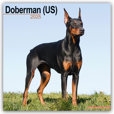 Avonside Publishing Ltd: Doberman - Dobermann 2025 - 16-Monatskalender, Kalender