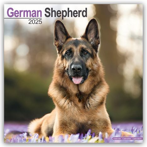 Avonside Publishing Ltd: German Shepherd - Deutsche Schäferhunde 2025 - 16-Monatskalender, Kalender