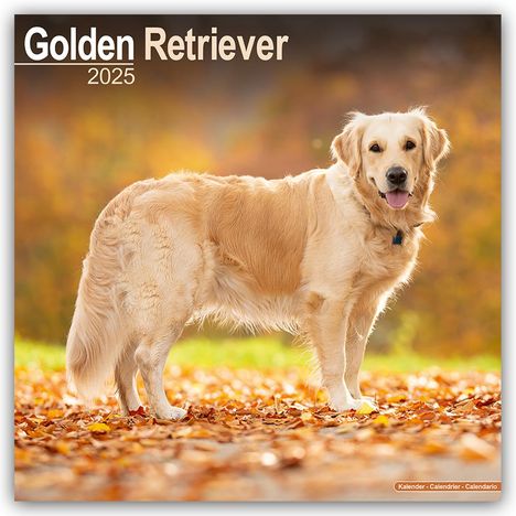 Avonside Publishing Ltd: Golden Retriever 2025 - 16-Monatskalender, Kalender