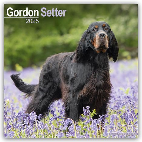 Avonside Publishing Ltd: Gordon Setter 2025 - 16-Monatskalender, Kalender