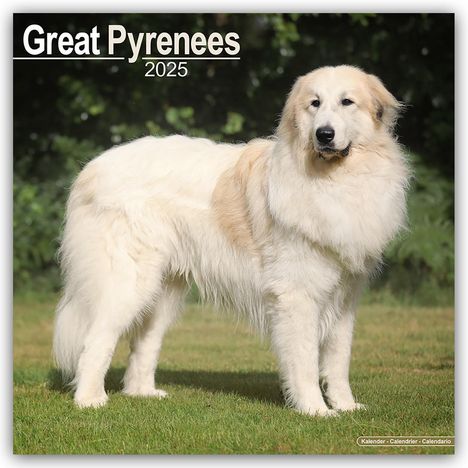Avonside Publishing Ltd: Great Pyrenees - Pyrenäenhunde 2025 - 16-Monatskalender, Kalender