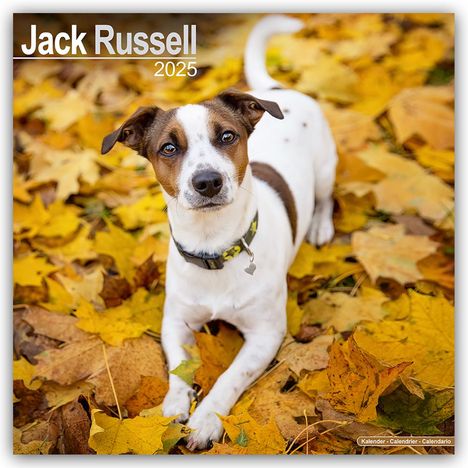 Avonside Publishing Ltd: Jack Russell Terrier 2025 - 16-Monatskalender, Kalender