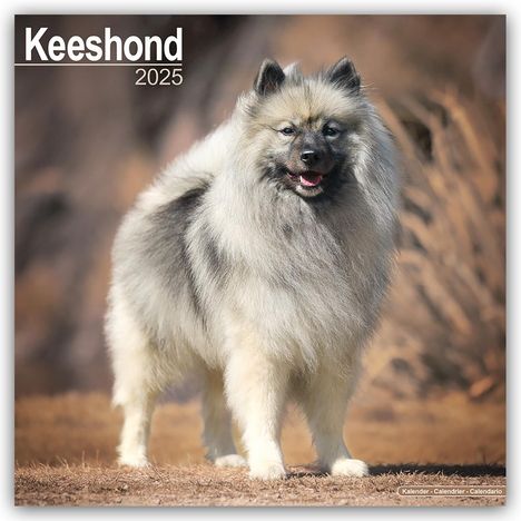 Avonside Publishing Ltd: Keeshond - Wolfsspitz 2025 - 16-Monatskalender, Kalender