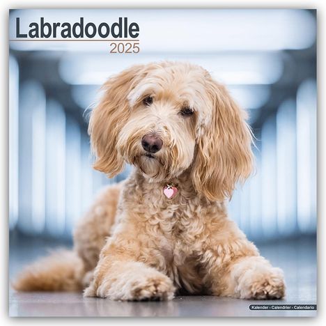 Avonside Publishing Ltd: Labradoodle 2025 - 16-Monatskalender, Kalender