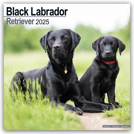 Avonside Publishing Ltd: Black Labrador Retriever - Schwarzer Labrador 2025 - 16-Monatskalender, Kalender