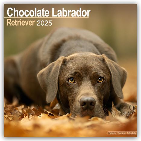 Avonsisde Publishing Ltd: Chocolate Labrador Retriever - Brauner Labrador 2025 - 16-Monatskalender, Kalender