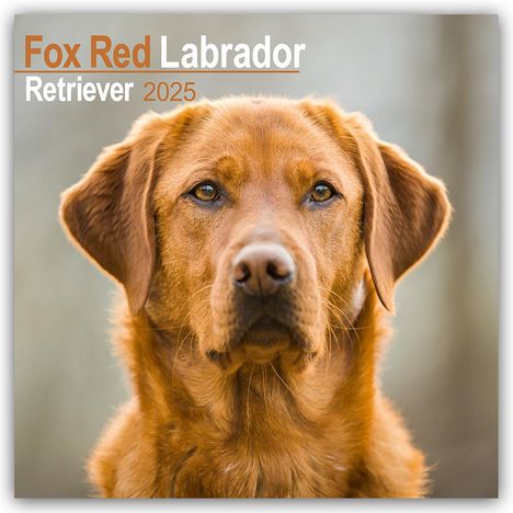 Avonside Publishing Ltd: Fox Red Labrador Retriever - Fuchsroter Labrador 2025 Retriever - 16-Monatskalender, Kalender
