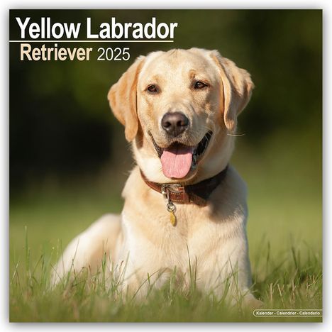 Avonside Publishing Ltd: Yellow Labrador Retriever - Gelber Labrador 2025 - 16-Monatskalender, Kalender