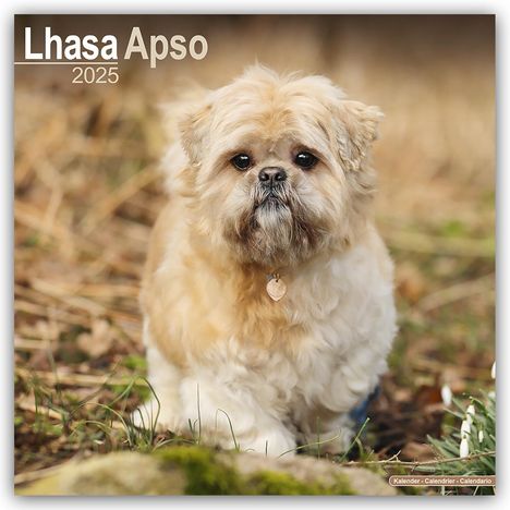 Avonside Publishing Ltd.: Lhasa Apso - Lhasaterrier 2025 - 16-Monatskalender, Kalender