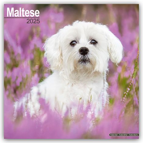 Avonside Publishing Ltd: Maltese - Malteser 2025 - 16-Monatskalender, Kalender
