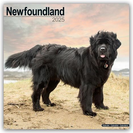 Avonside Publishing Ltd: Newfoundland - Neufundländer 2025 - 16-Monatskalender, Kalender