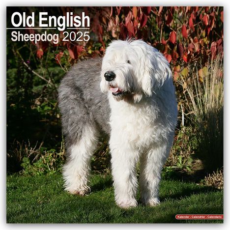 Avonside Publishing Ltd: Old English Sheepdog - Bobtails 2025 - 16-Monatskalender, Kalender