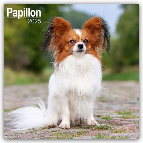 Avonside Publishing Ltd: Papillon 2025 - 16-Monatskalender, Kalender