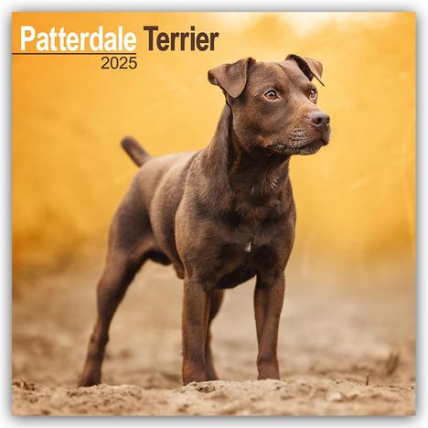 Avonside Publishing Ltd: Avonside Publishing Ltd: Patterdale Terrier 2025 - 16-Monats, Kalender