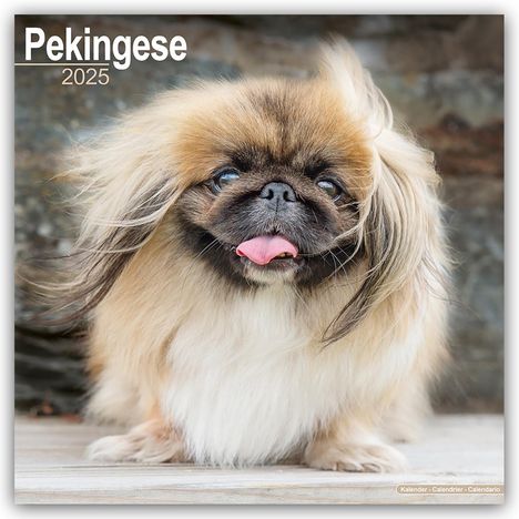 Avonside Publishing Ltd: Pekingese - Pekinesen 2025 - 16-Monatskalender, Kalender