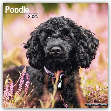 Avonside Publishing Ltd: Poodle - Pudel 2025- 16-Monatskalender, Kalender