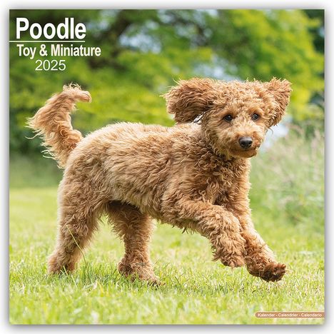 Avonside Publishing Ltd: Toy and Miniature Poodle - Toypudel und Zwergpudel 2025 - 16-Monatskalender, Kalender