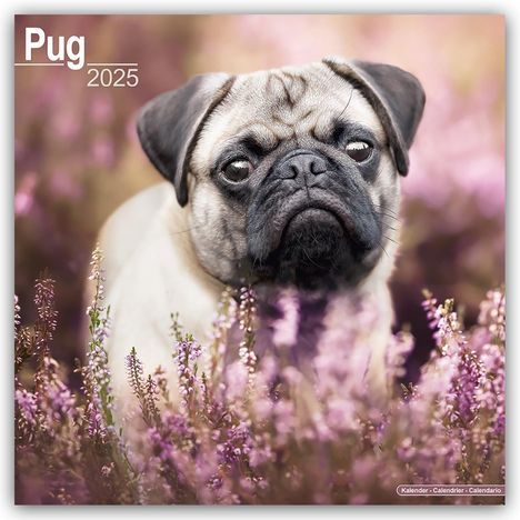 Avonside Publishing Ltd: Pugs - Möpse 2025 - 16-Monatskalender, Kalender