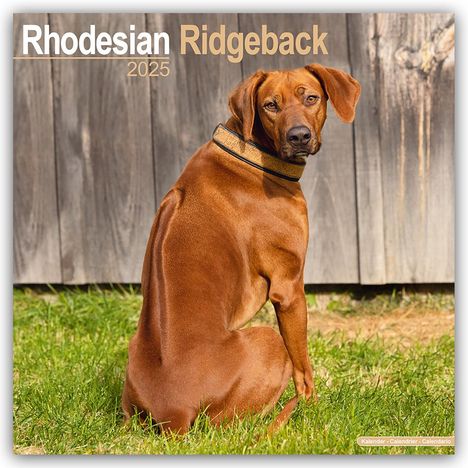 Avonside Publishing Ltd: Rhodesian Ridgeback - Afrikanischer Löwenhund 2025 - 16-Monatskalender, Kalender