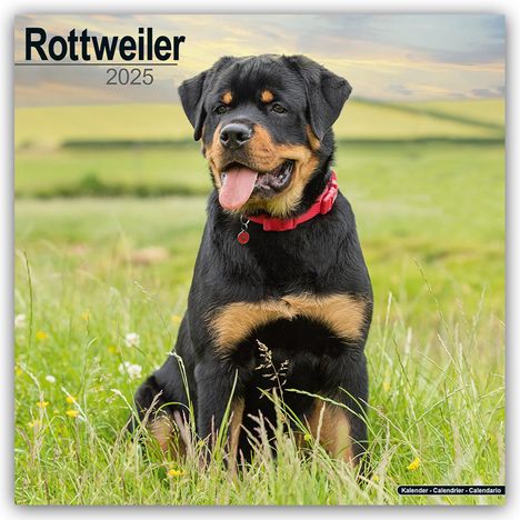 Avonside Publishing Ltd: Rottweiler - Rottweiler 2025 - 16-Monatskalender, Kalender