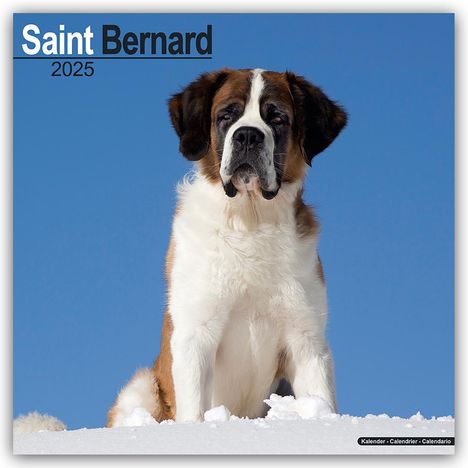 Avonside Publishing Ltd: Saint Bernard - Bernhardiner 2025 - 16-Monatskalender, Kalender