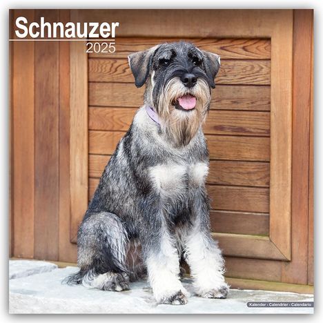 Avonside Publishing Ltd: Schnauzer - Schnauzer 2025 - 16-Monatskalender, Kalender