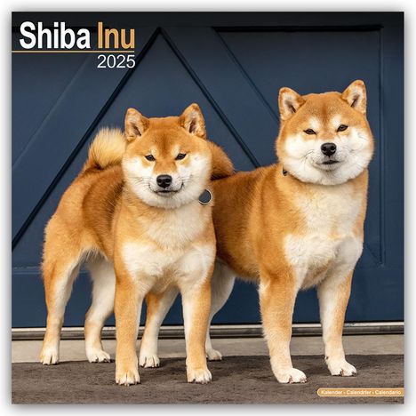 Avonside Publishing Ltd: Shiba Inu 2025 - 16-Monatskalender, Kalender