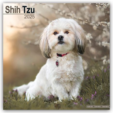 Avonside Publishing Ltd: Shih Tzu 2025 - 16-Monatskalender, Kalender
