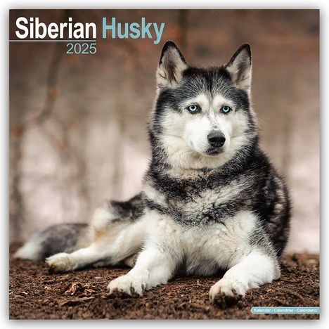 Avonside Publishing Ltd: Siberian Husky - Sibirische Huskys 2025 - 16-Monatskalender, Kalender