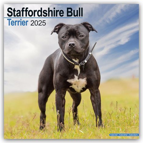 Avonside Publishing Ltd: Staffordshire Bull Terrier - Staffordshire Bull Terrier 2025 - 16-Monatskalender, Kalender