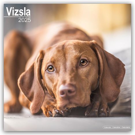Avonside Publishing Ltd: Vizsla - Ungarische Vorstehhunde 2025 - 16-Monatskalender, Kalender