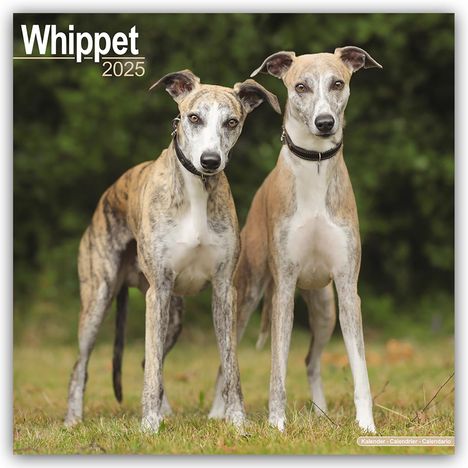 Avonside Publishing Ltd.: Whippet - Kleine Englische Windhunde 2025 - 16-Monatskalender, Kalender