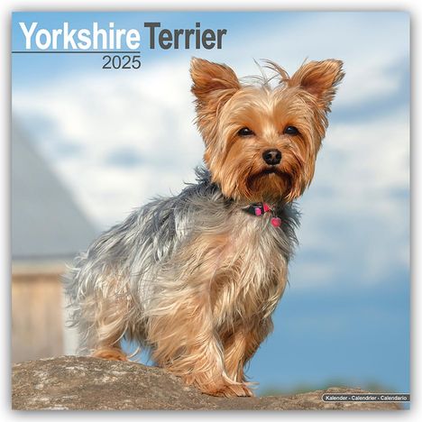 Avonside Publishing Ltd: Yorkshire Terrier - Yorkshire Terrier 2025 16-Monatskalender, Kalender