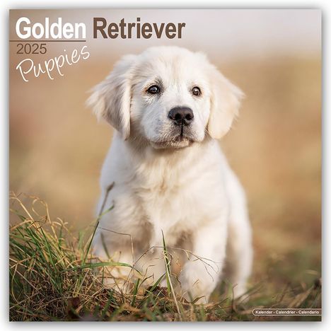 Avonside Publishing Ltd: Golden Retriever Puppies - Golden Retriever-Welpen 2025 - 16-Monatskalender, Kalender