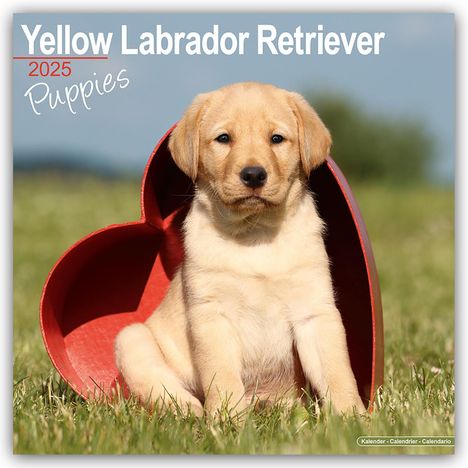 Avonside Publishing Ltd: Yellow Labrador Retriever Puppies - Weiße Labradorwelpen 2025, Kalender