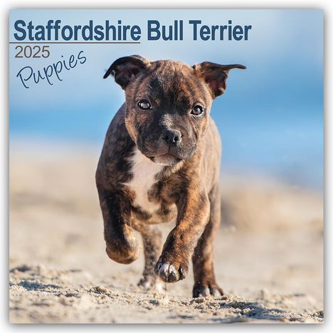 Avonside Publishing Ltd: Staffordshire Bull Terrier Puppies - Staffordshire Bull Terrier Welpen 2025 - 16-Monatskalender, Kalender