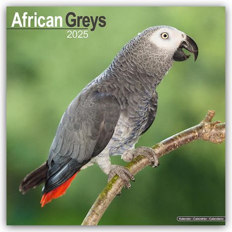 Avonside Publishing Ltd: African Greys - Graupapageien 2025 - 16-Monatskalender, Kalender