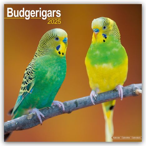 Avonside Publishing Ltd: Budgerigars - Wellensittiche 2025 - 16-Monatskalender, Kalender