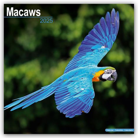 Avonside Publishing Ltd: Macaws - Ara-Papageien - Aras 2025 - 16-Monatskalender, Kalender