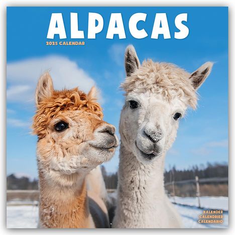 Avonside Publishing Ltd: Alpacas - Alpakas 2025 - 16-Monatskalender, Kalender