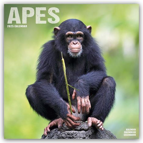 Avonside Publishing Ltd: Apes - Affen 2025 - 16-Monatskalender, Kalender