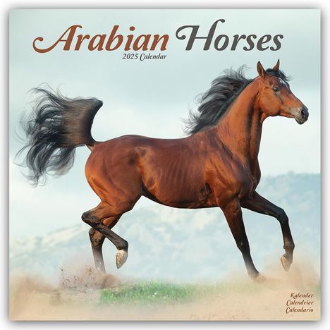 Avonside Publishing Ltd: Arabians - Araber - Araber Pferde 2025 - 16-Monatskalender, Kalender
