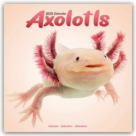 Avonside Publishing Ltd: Avonside Publishing Ltd: Axolotls - Mexikanischer Schwanzlur, Kalender