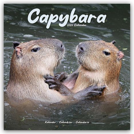 Avonside Publishing Ltd: Capybara - Wasserschwein 2025 - 16-Monatskalender, Kalender